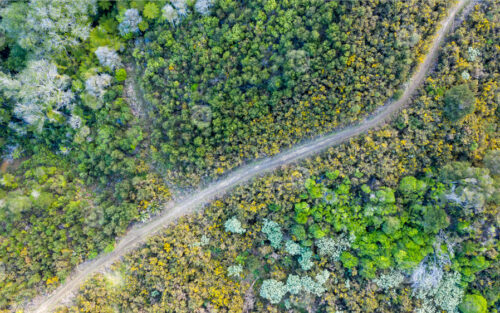 Aerial View of Waitawa Regional Park, Beach, Pier, Deck Green Trees and Cliff in New Zealand – Auckland Area - NZ Stock Photos